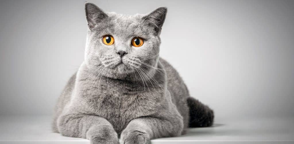 reguleren bewaker Afgeschaft De Britse Korthaar, lees hier alles over dit unieke kattenras