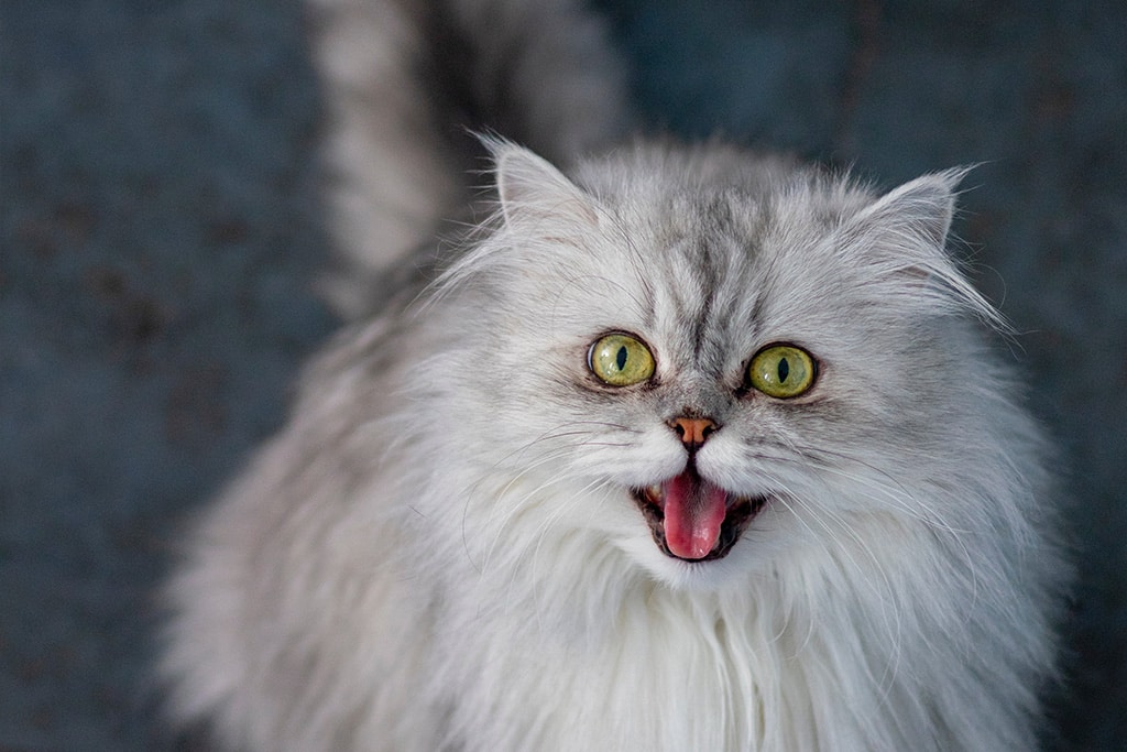 Meesterschap etiket Top De Perzische kat, lees hier alles over dit unieke kattenras